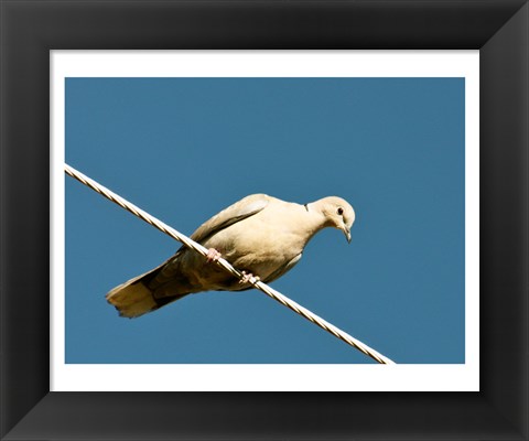 Framed Early Evening Eurasian Collared Dove Print