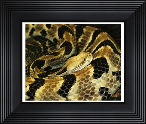 Framed Timber Rattlesnake Print