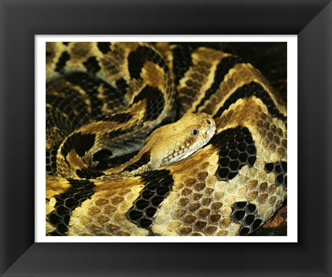 Framed Timber Rattlesnake Print