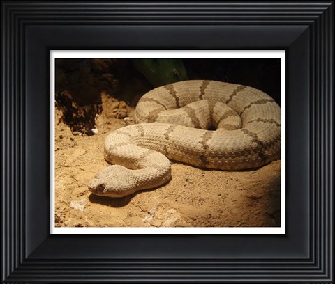 Framed Viper photograph Print