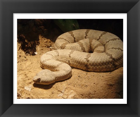 Framed Viper photograph Print