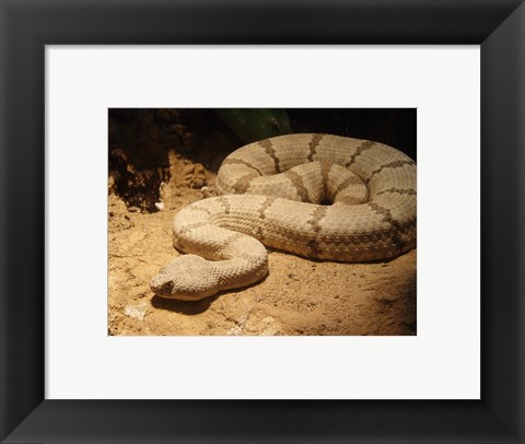 Framed Viper photograph Print