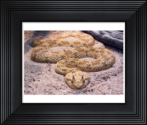 Framed Viper Print