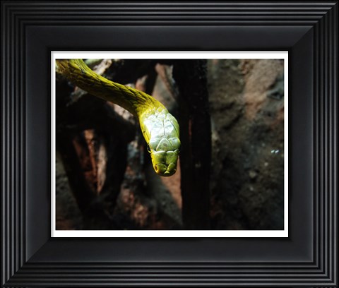 Framed Western Green Mamba Print