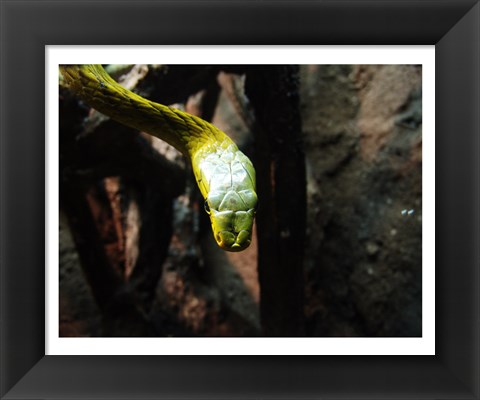 Framed Western Green Mamba Print