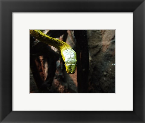 Framed Western Green Mamba Print