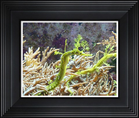 Framed Wilhelma Grne Seepferdchen Print