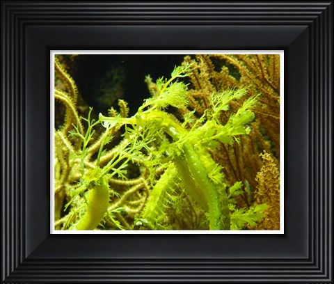 Framed Wilhelma Grne Seepferdchen - up close Print