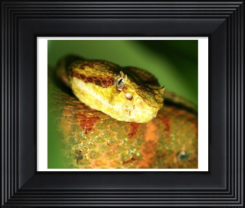 Framed Yellow Eyelash Viper up close Print