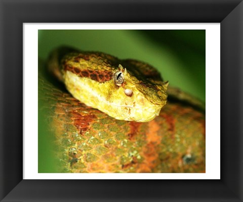 Framed Yellow Eyelash Viper up close Print