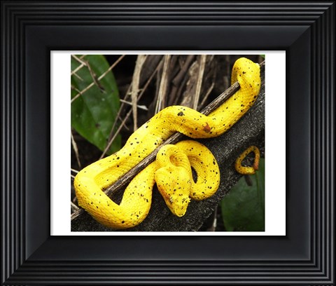 Framed Yellow Eyelash Viper Print