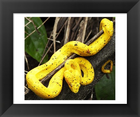 Framed Yellow Eyelash Viper Print