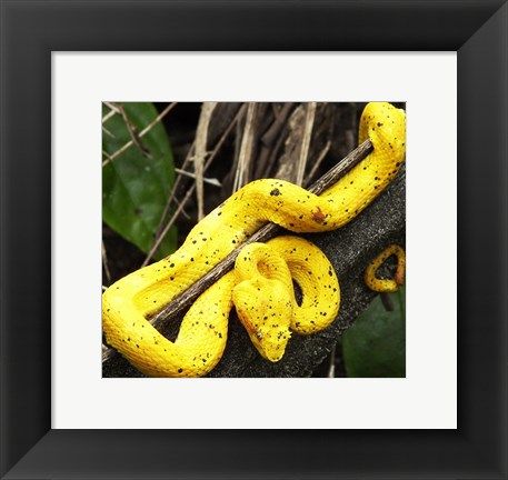 Framed Yellow Eyelash Viper Print