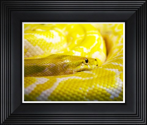 Framed Yellow Python Print