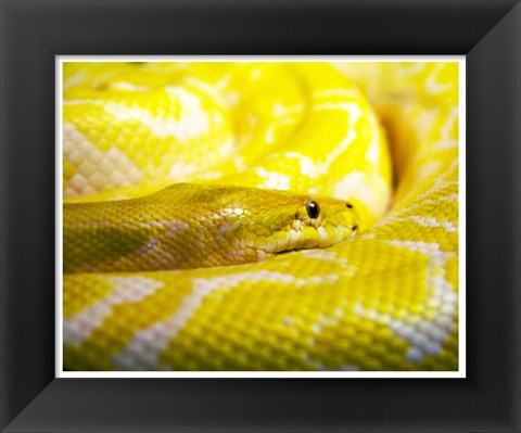 Framed Yellow Python Print