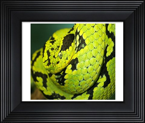 Framed Yellow Blotched Palm Viper Print