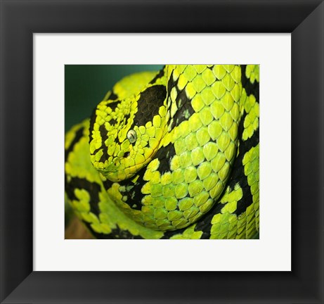 Framed Yellow Blotched Palm Viper Print