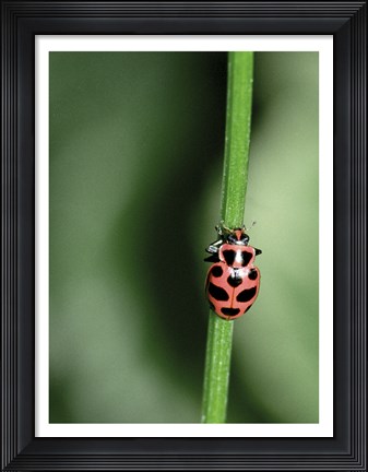 Framed Ladybug Print