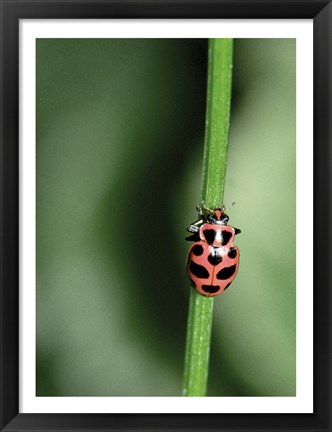 Framed Ladybug Print