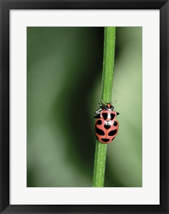 Framed Ladybug Print