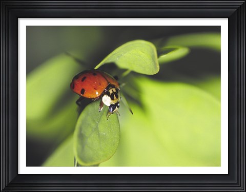 Framed Close-up of a ladybug on a leaf Print