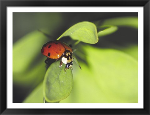 Framed Close-up of a ladybug on a leaf Print