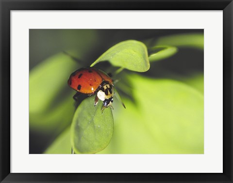 Framed Close-up of a ladybug on a leaf Print