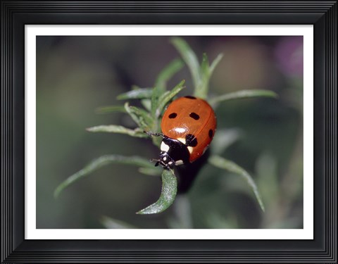 Framed Close-up of a ladybug on leaves Print