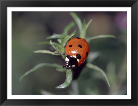 Framed Close-up of a ladybug on leaves Print