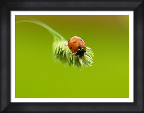 Framed Close-up of a ladybug on a flower Print