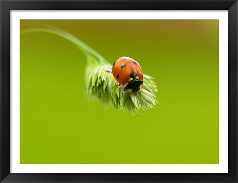 Framed Close-up of a ladybug on a flower Print