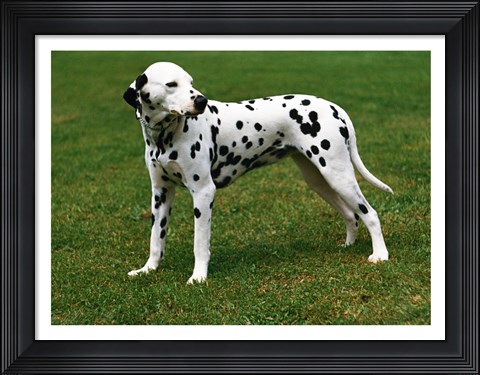 Framed Dalmatian In Field Print