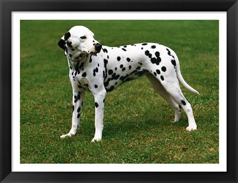 Framed Dalmatian In Field Print