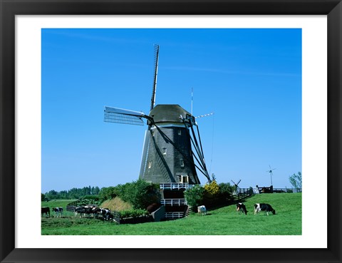 Framed Windmill and Cows, Wilsveen, Netherlands Photograph Print