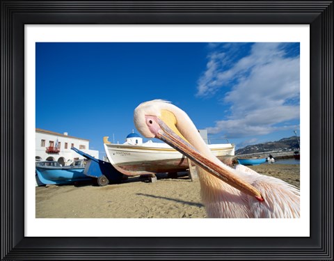 Framed Pelican and Fishing Boats on Beach, Mykonos, Cyclades Islands, Greece Print
