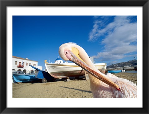 Framed Pelican and Fishing Boats on Beach, Mykonos, Cyclades Islands, Greece Print