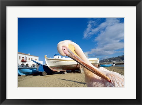 Framed Pelican and Fishing Boats on Beach, Mykonos, Cyclades Islands, Greece Print