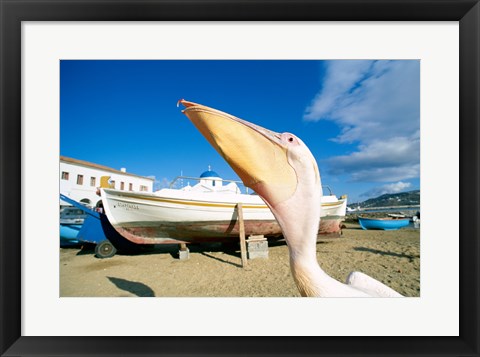Framed Pelican and Fishing Boats on Beach, Mykonos, Cyclades Islands, Greece Print