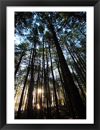 Framed Low angle view of trees in a forest at sunrise Print