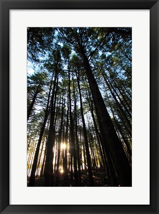 Framed Low angle view of trees in a forest at sunrise Print