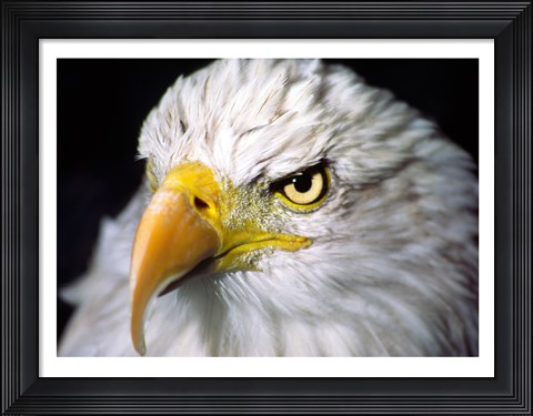 Framed Close-up of a Bald eagle (Haliaeetus leucocephalus) Print
