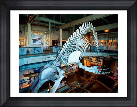 Framed Humpback whale skeleton hanging in a museum, Hawaii Maritime Center, Honolulu, Oahu, Hawaii, USA Print