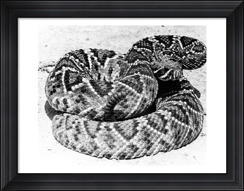Framed Close-up of a Western Diamondback Rattlesnake (Crotalus atrox) Print