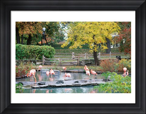 Framed Large group of flamingos wading in water Print