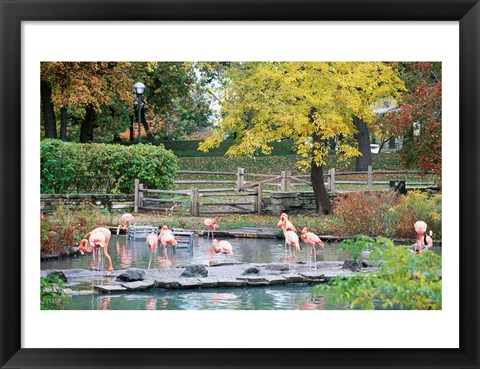 Framed Large group of flamingos wading in water Print