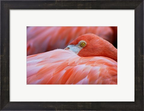 Framed Flamingo Hiding Face Print