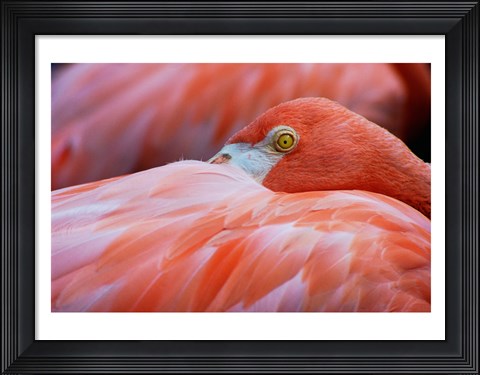 Framed Flamingo Hiding Face Print