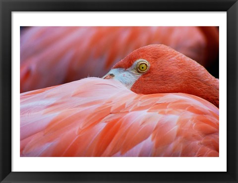 Framed Flamingo Hiding Face Print