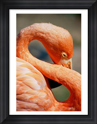 Framed Flamingo Neck Print