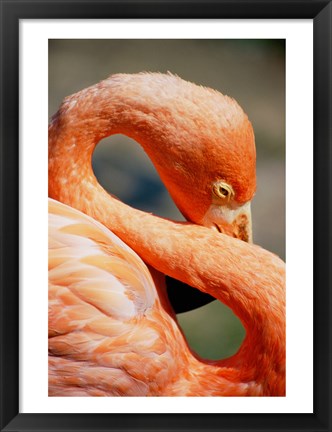 Framed Flamingo Neck Print